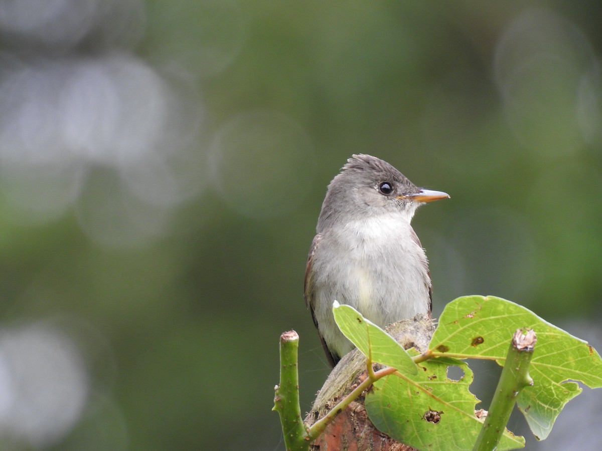 Eastern Wood-Pewee - ML644254616