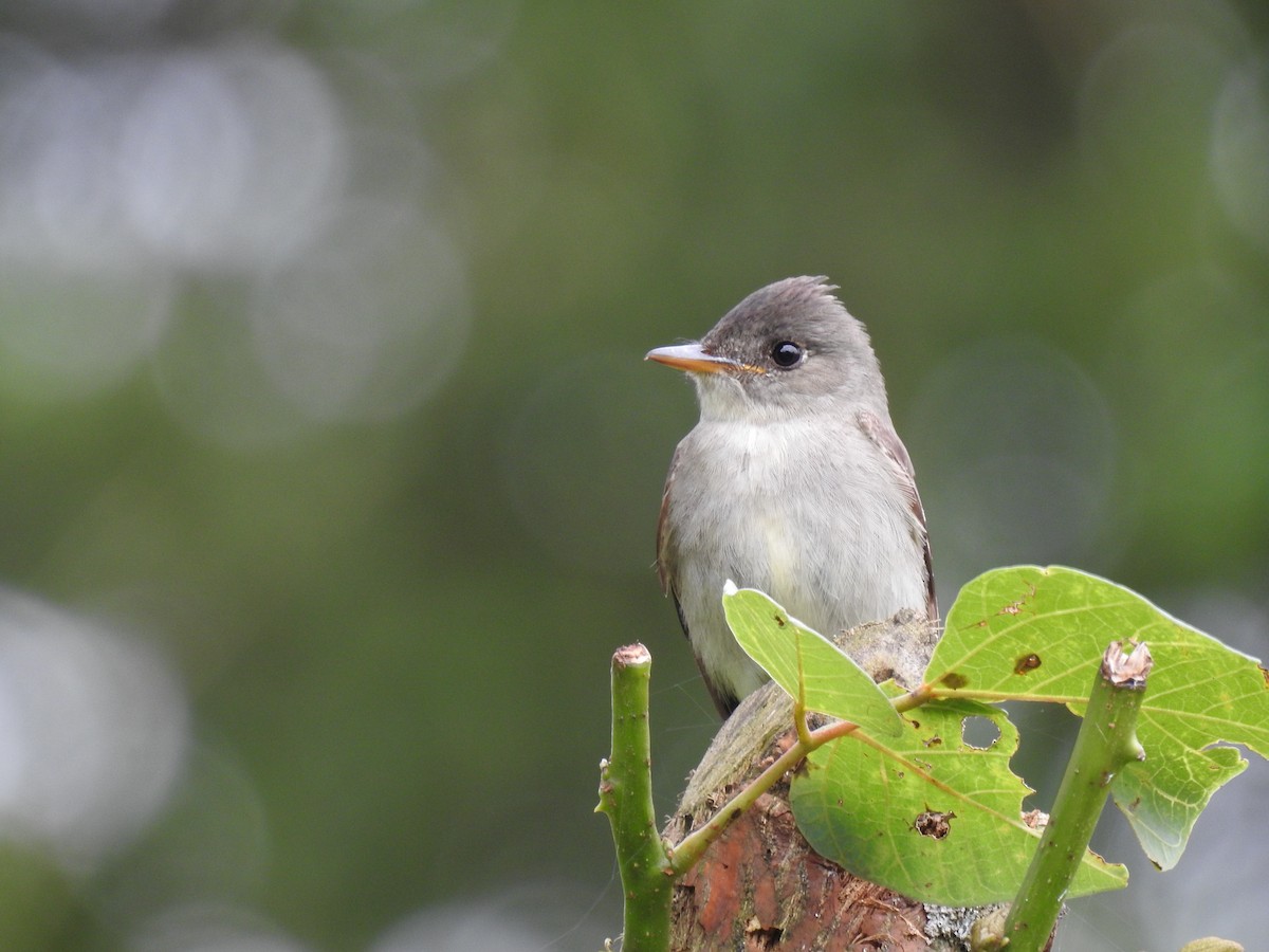 Eastern Wood-Pewee - ML644254617