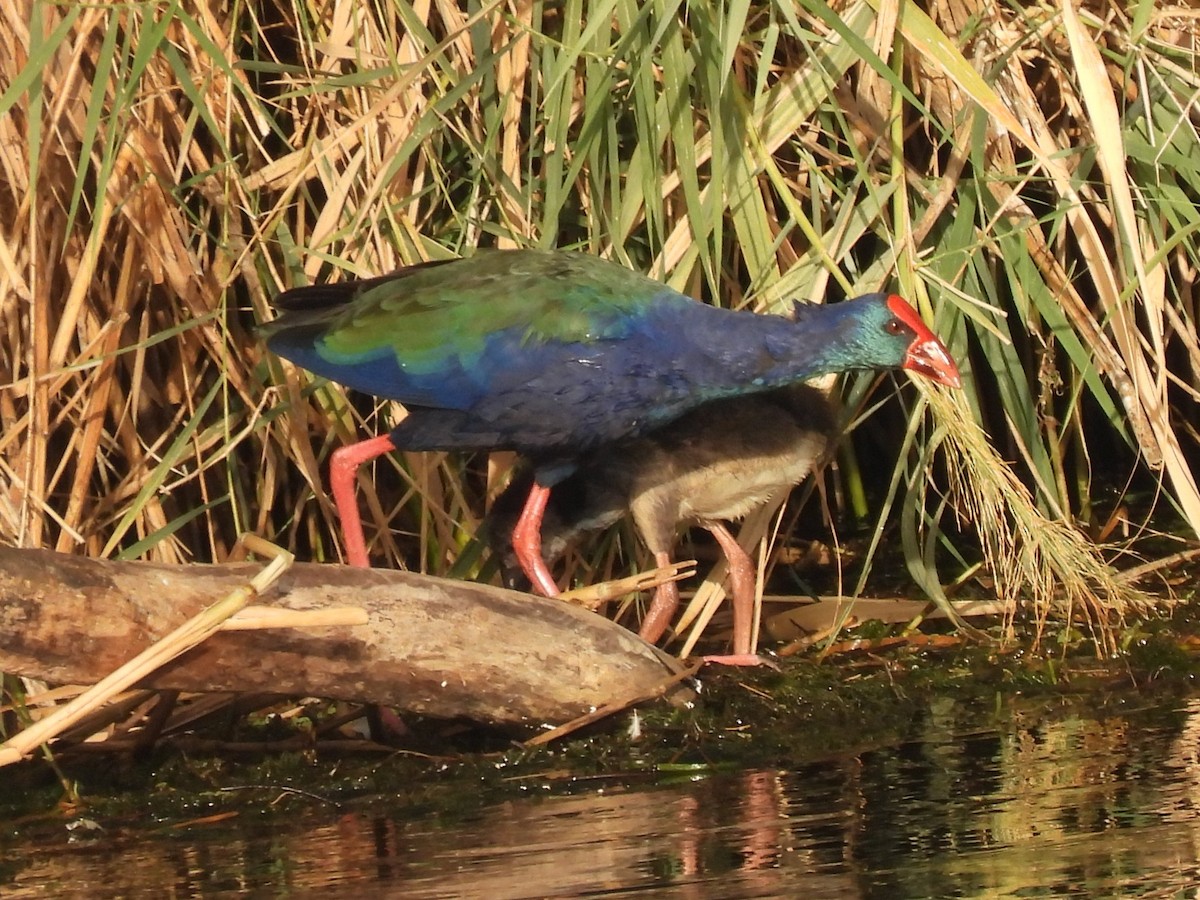 grønnryggsultanhøne - ML644254620