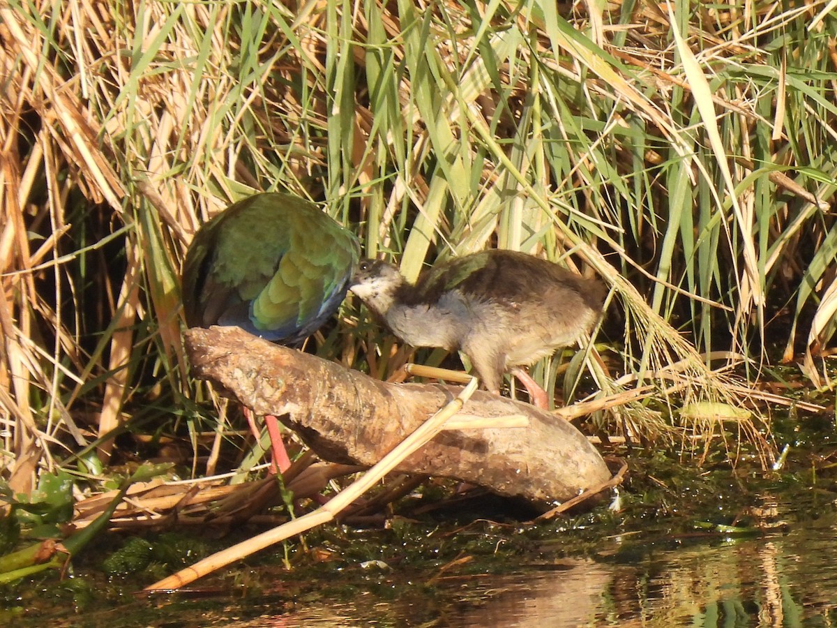 grønnryggsultanhøne - ML644254621