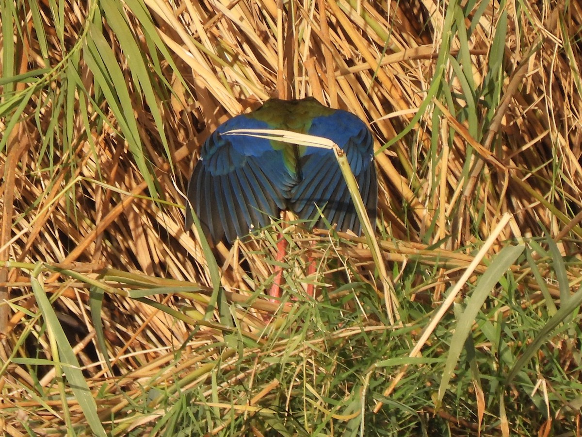 grønnryggsultanhøne - ML644254622