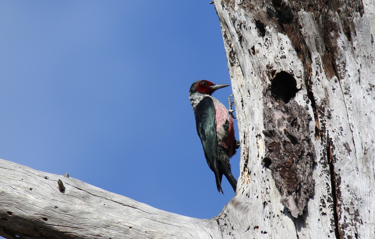 Lewis's Woodpecker - ML644254623