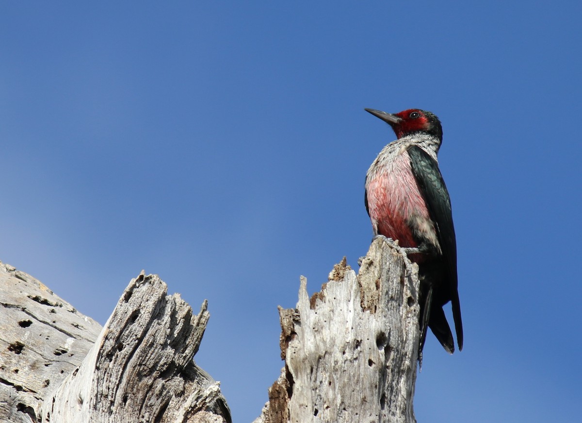 Lewis's Woodpecker - ML644254624
