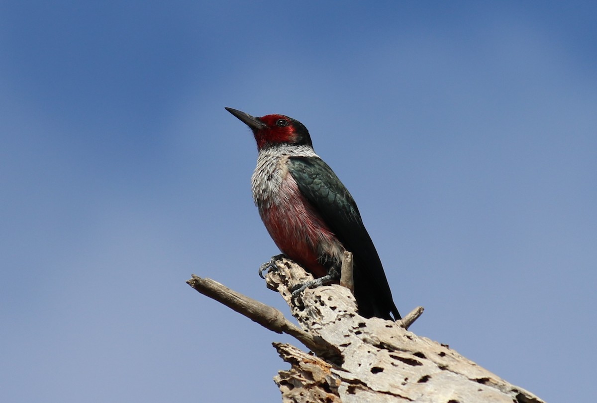 Lewis's Woodpecker - ML644254625
