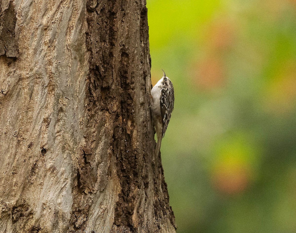 Brown Creeper - ML644254640