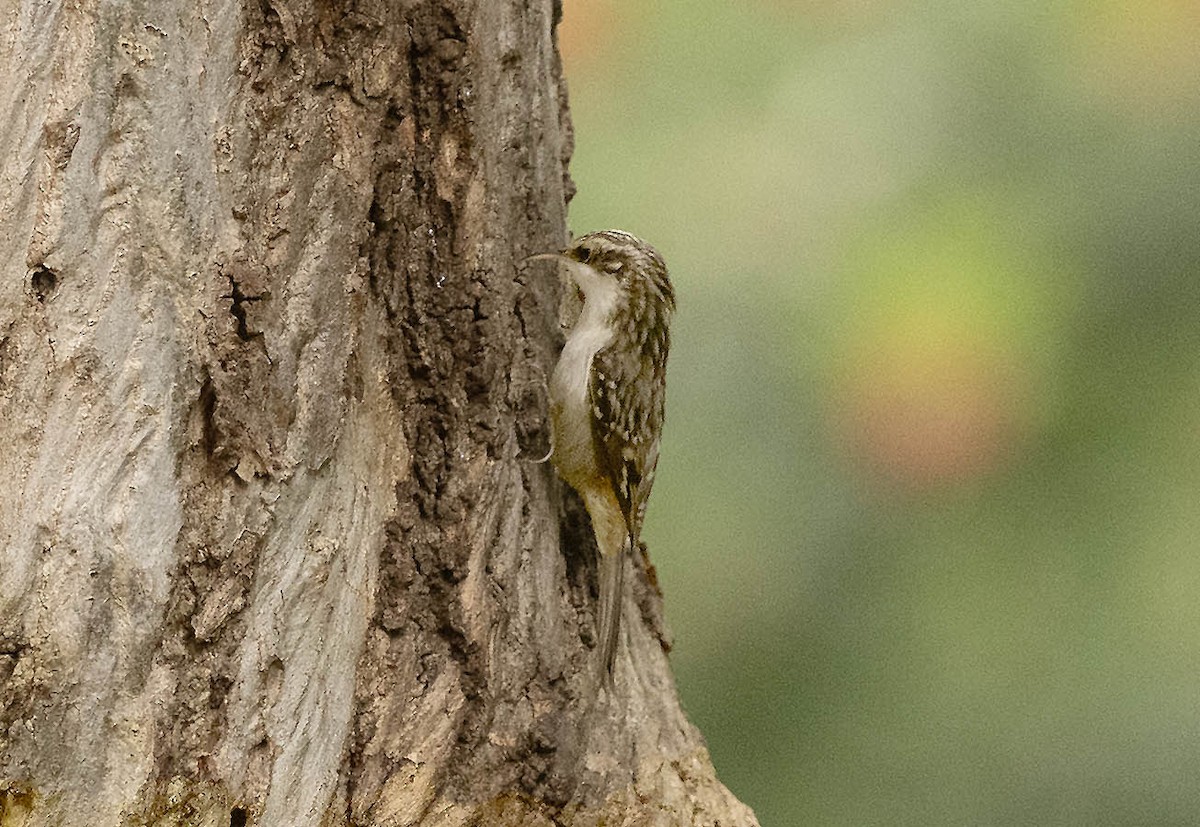Brown Creeper - ML644254641