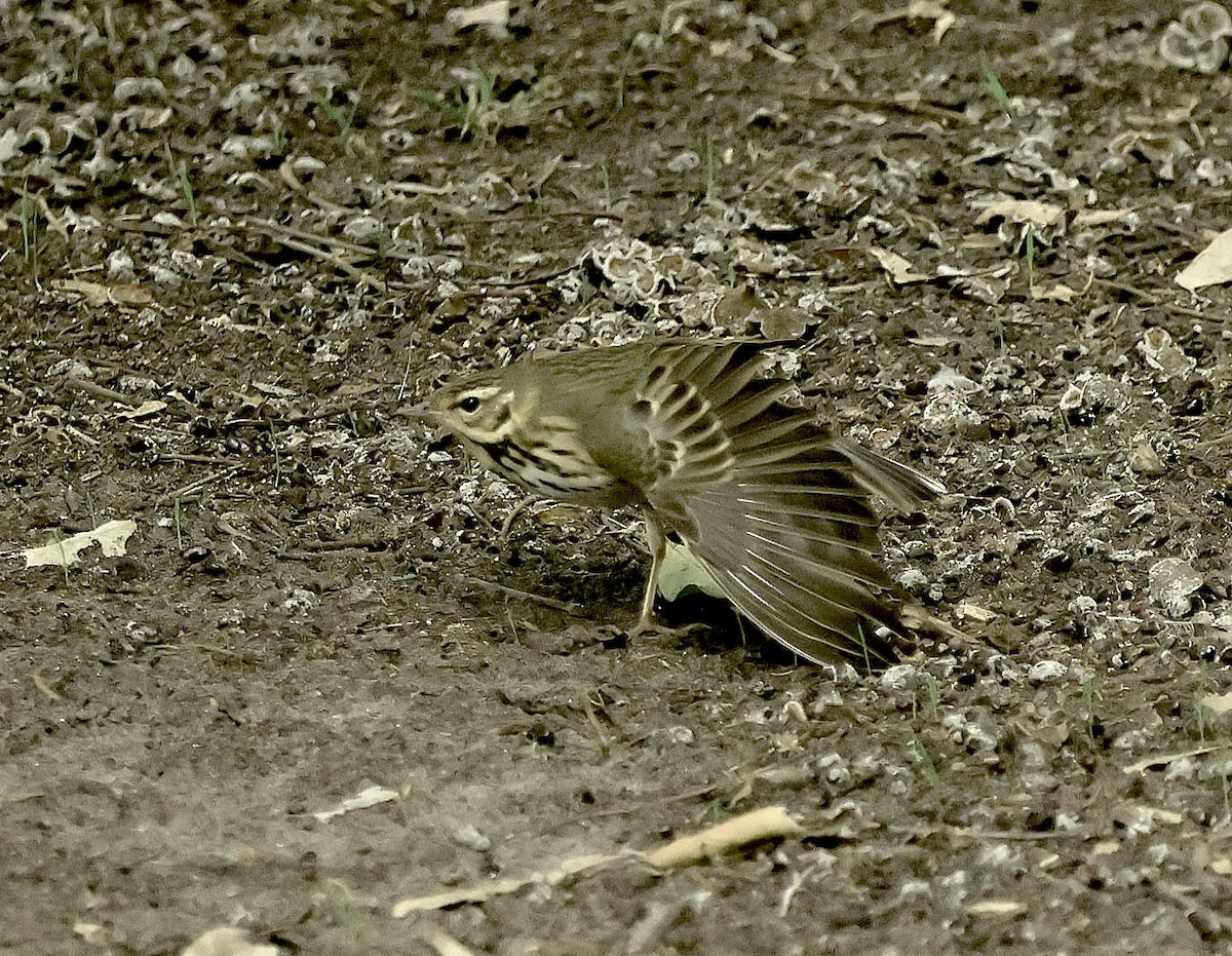 Olive-backed Pipit - ML644254645