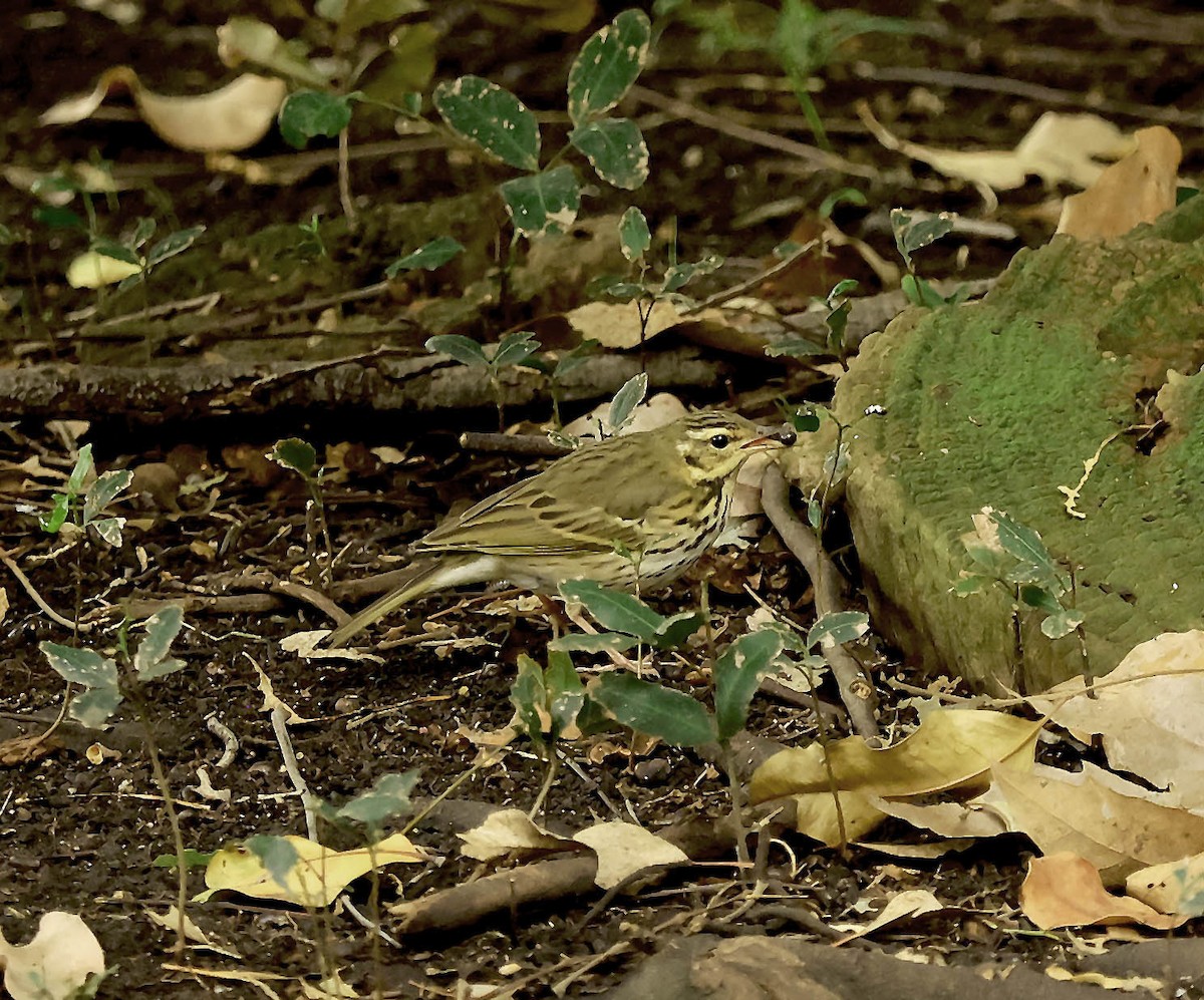 Olive-backed Pipit - ML644254646