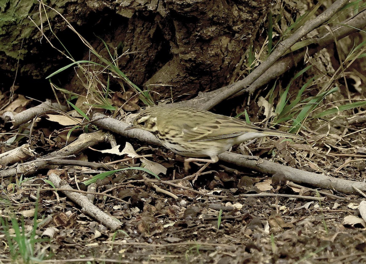 Olive-backed Pipit - ML644254648