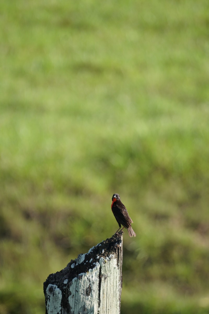 Red-breasted Meadowlark - ML644254657