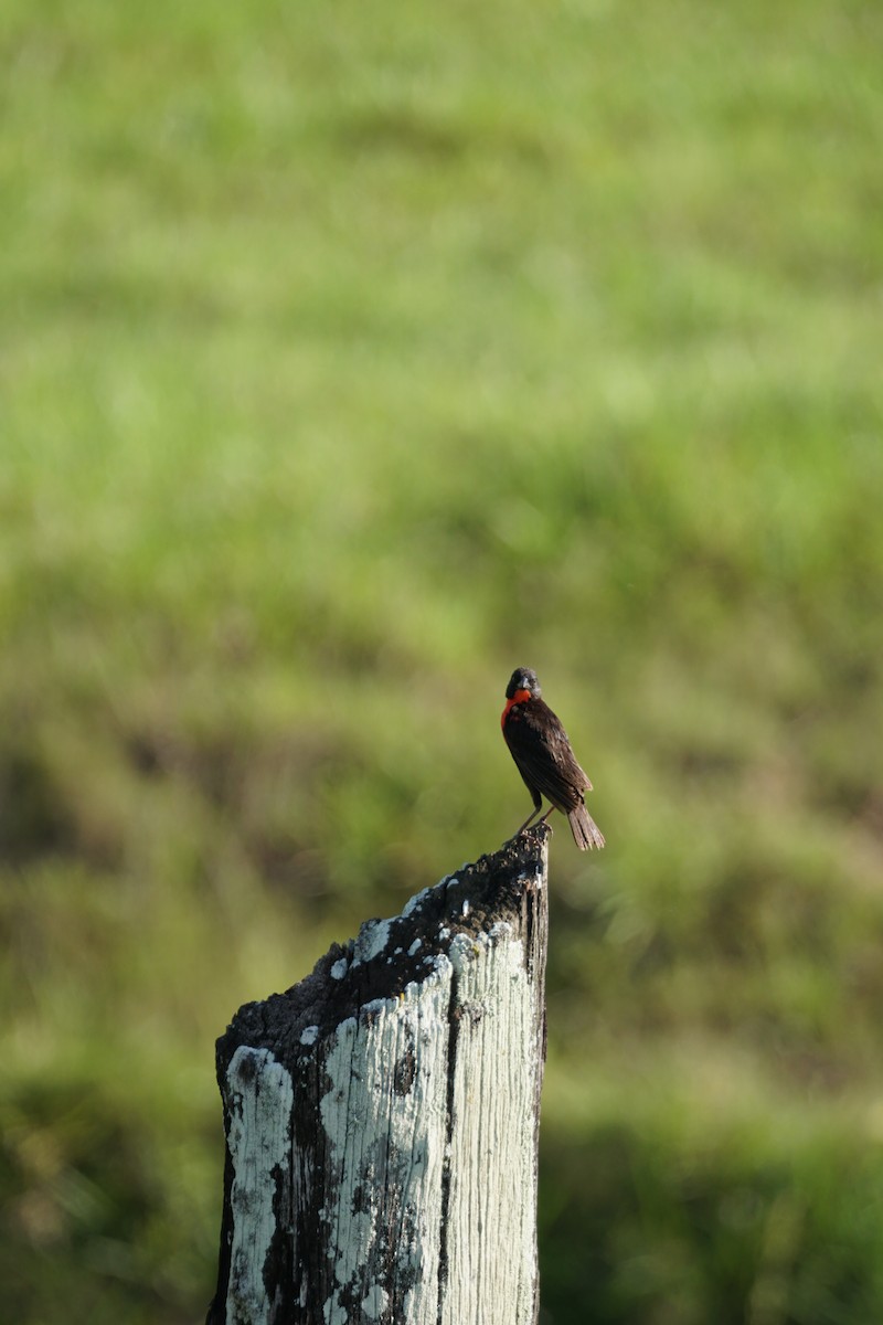 Red-breasted Meadowlark - ML644254658