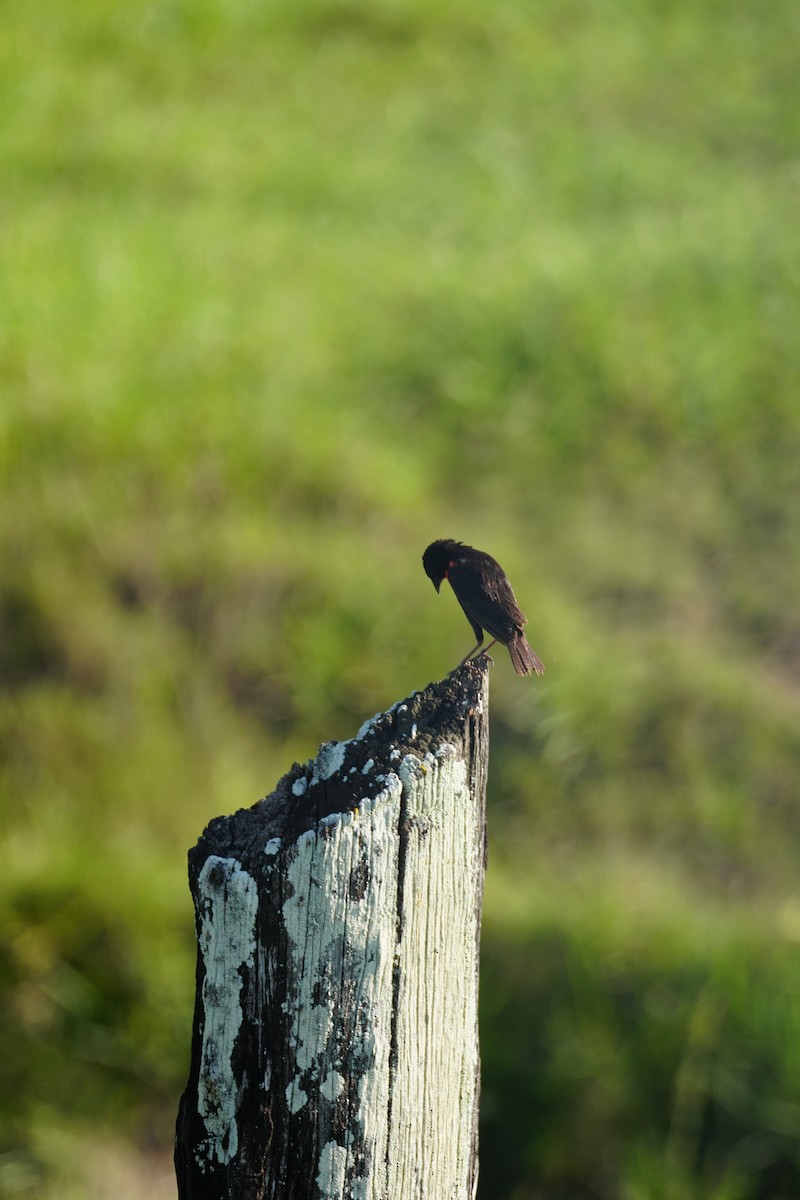 Red-breasted Meadowlark - ML644254659