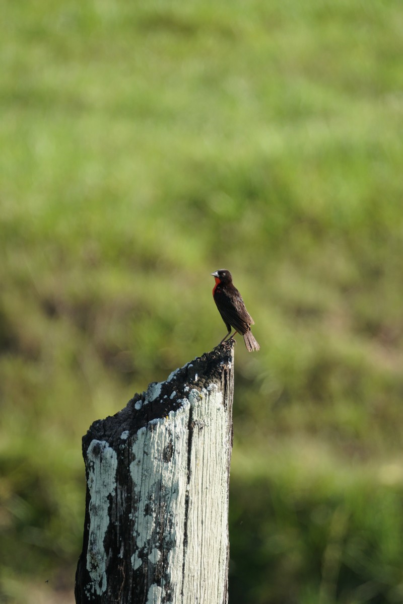 Red-breasted Meadowlark - ML644254660