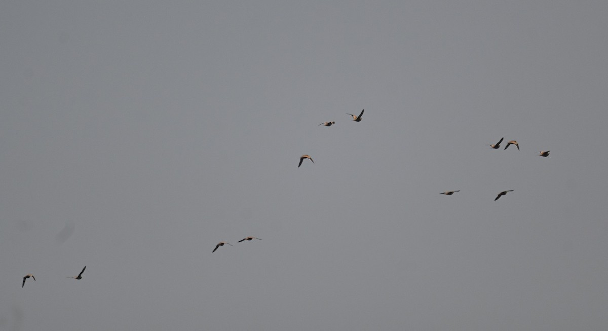 Ganga azpiarrea - ML644254662