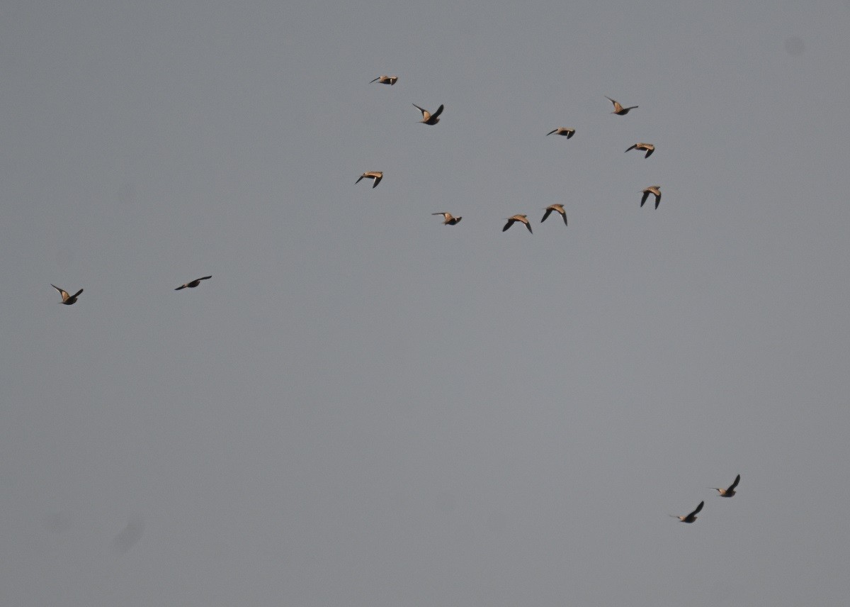 Ganga azpiarrea - ML644254663