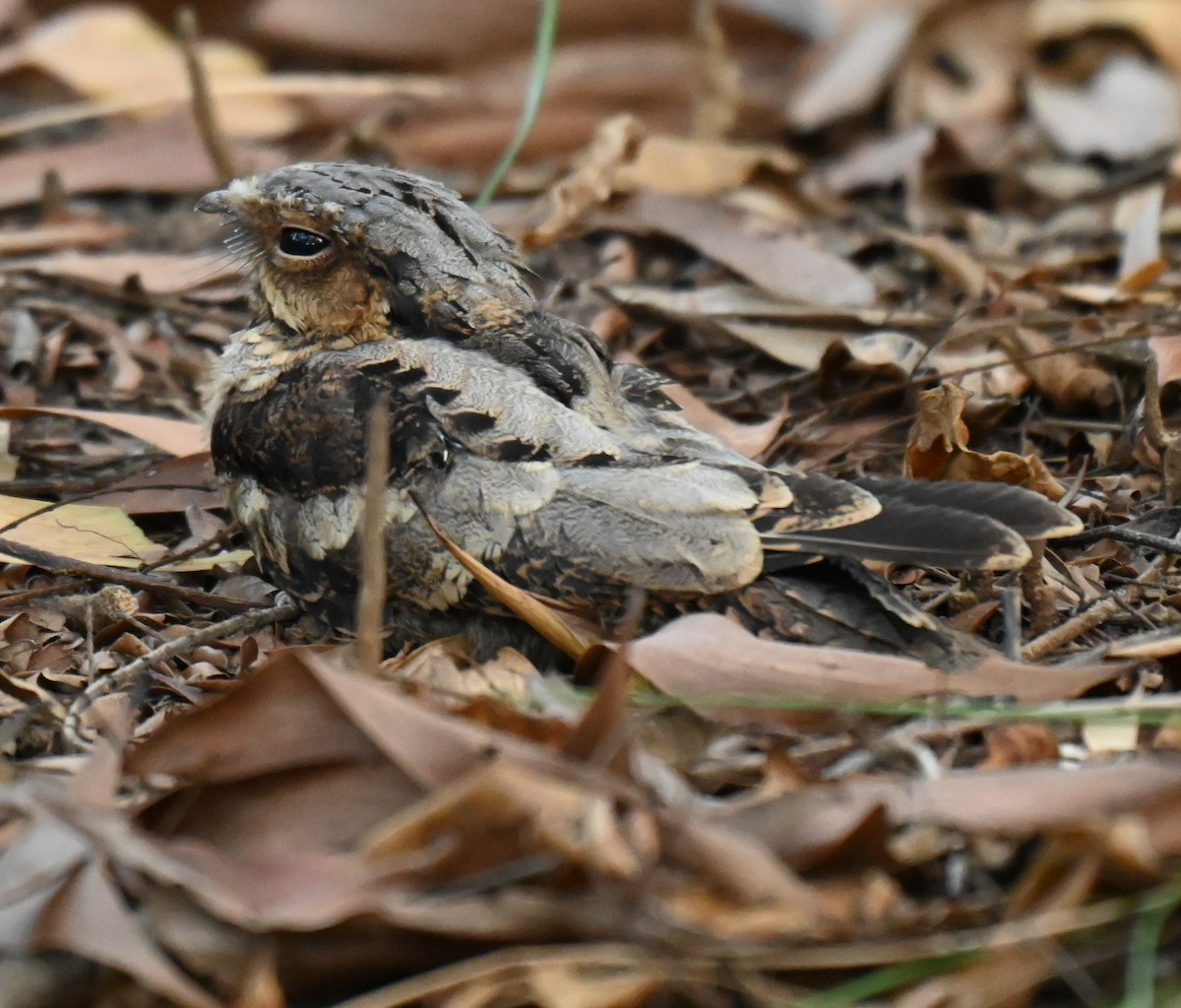 Large-tailed Nightjar - ML644254678
