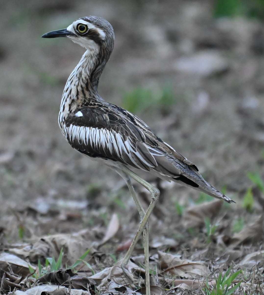 オーストラリアイシチドリ - ML644254683