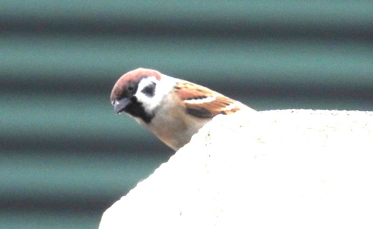 Ağaç Serçesi - ML644254701