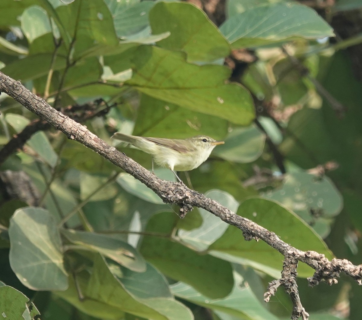 Greenish Warbler - ML644254705