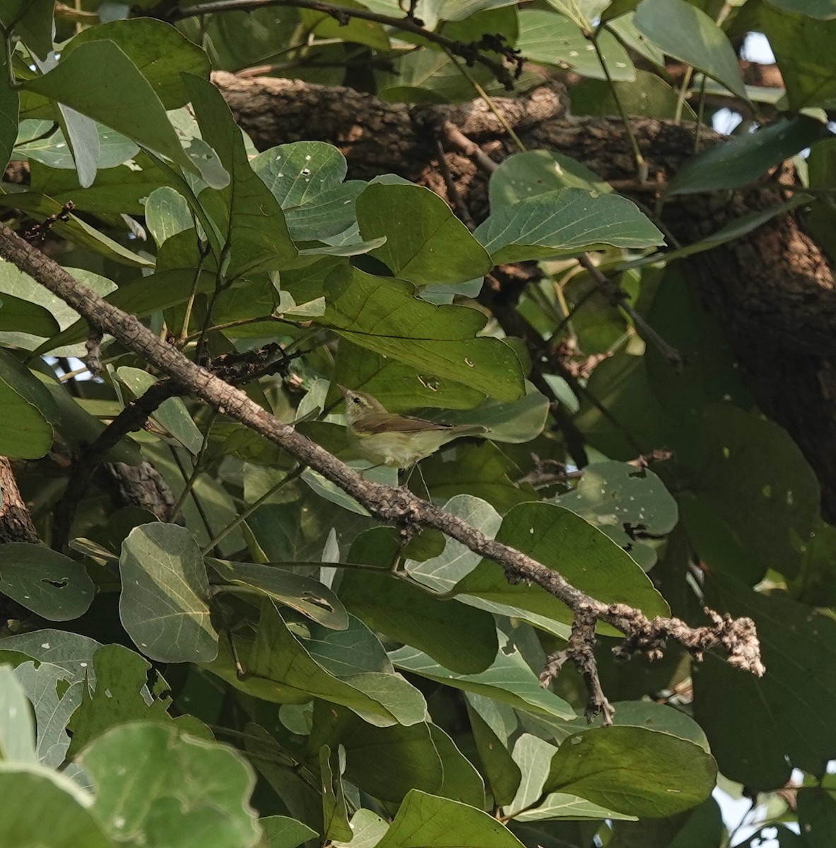 Greenish Warbler - ML644254706