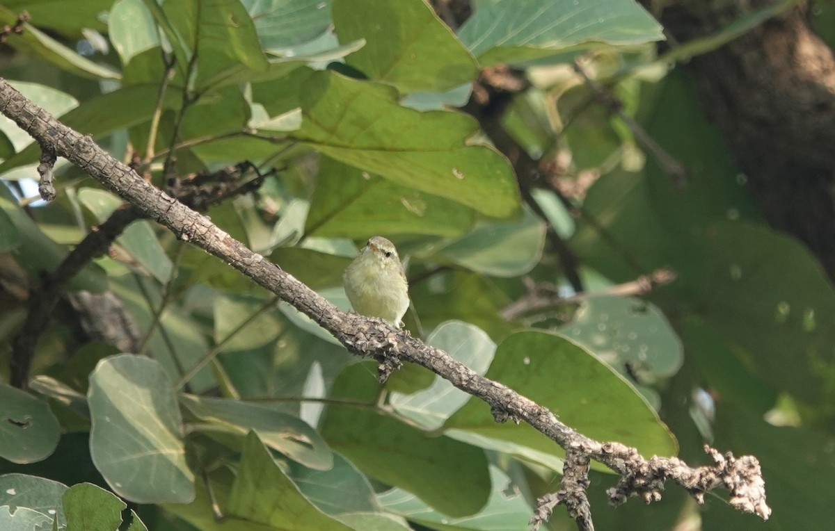 Greenish Warbler - ML644254707