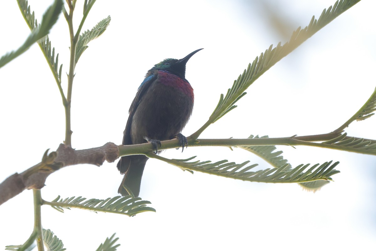 akasiesolfugl - ML644254708