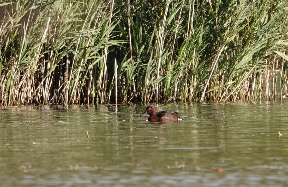 Ferruginous Duck - ML644254711