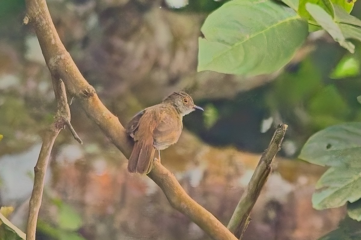bulbul brýlatý - ML644254717