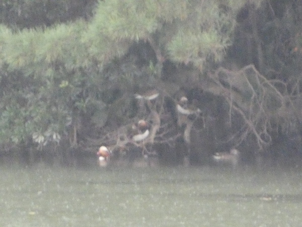 Mandarin-ahatea - ML644254720