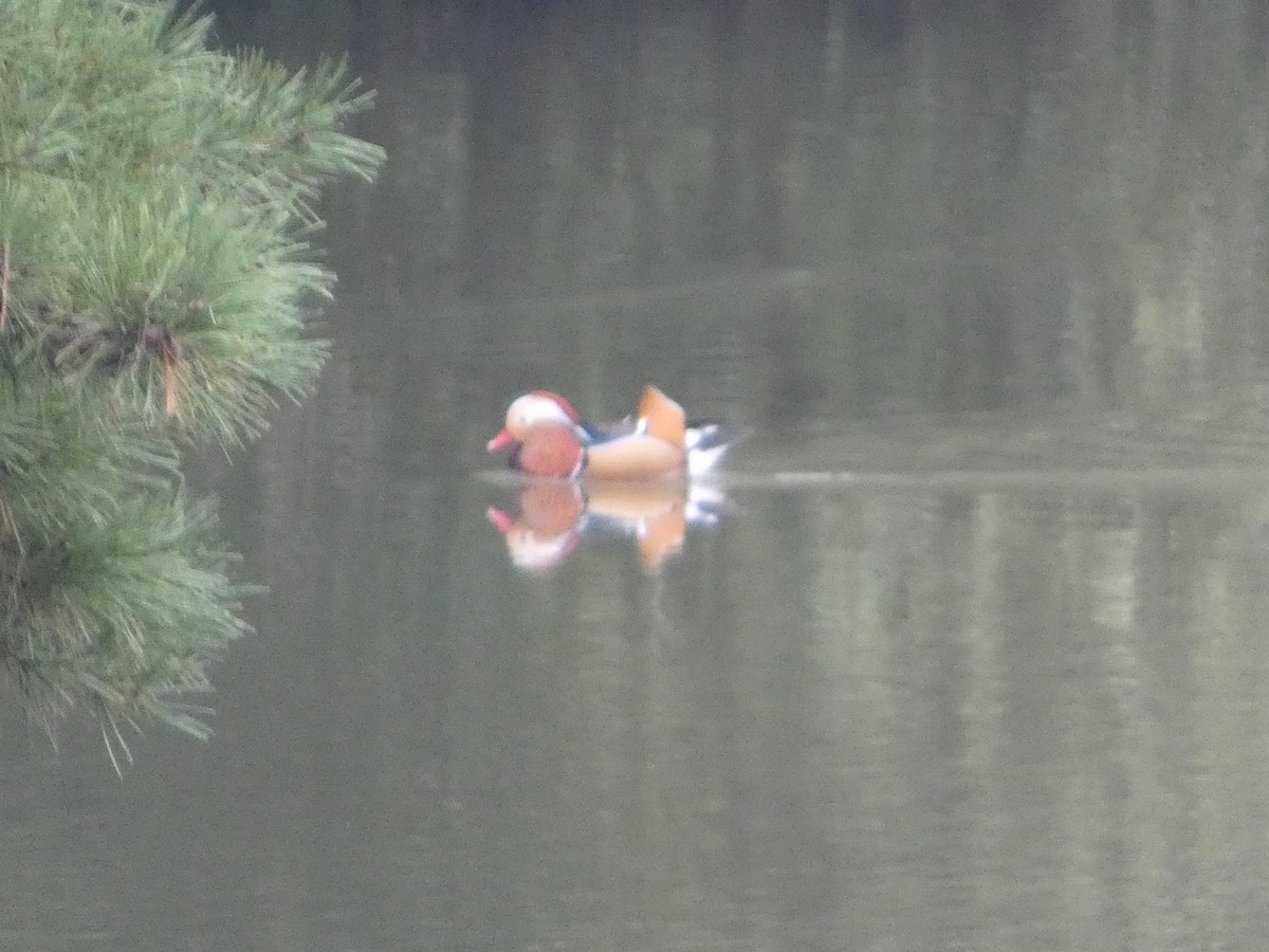 Mandarin-ahatea - ML644254721