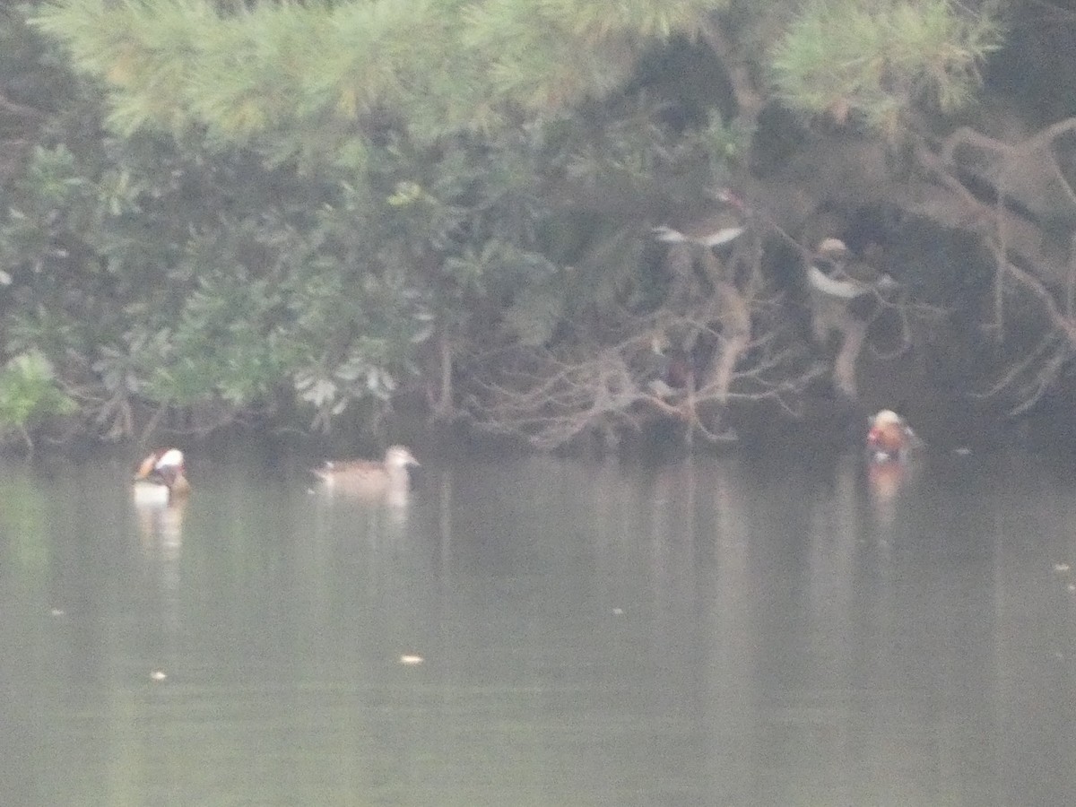 Mandarin-ahatea - ML644254722