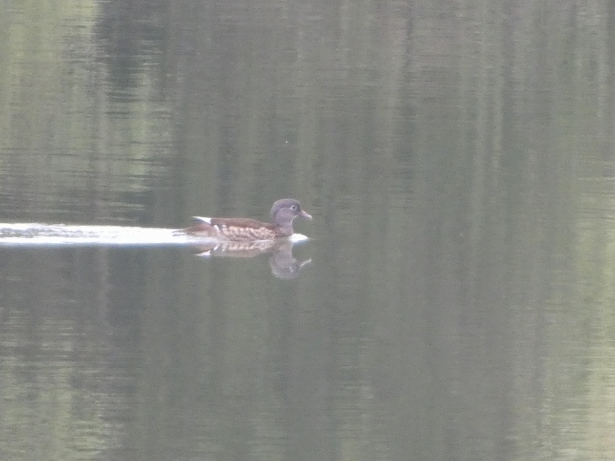 Mandarin-ahatea - ML644254723