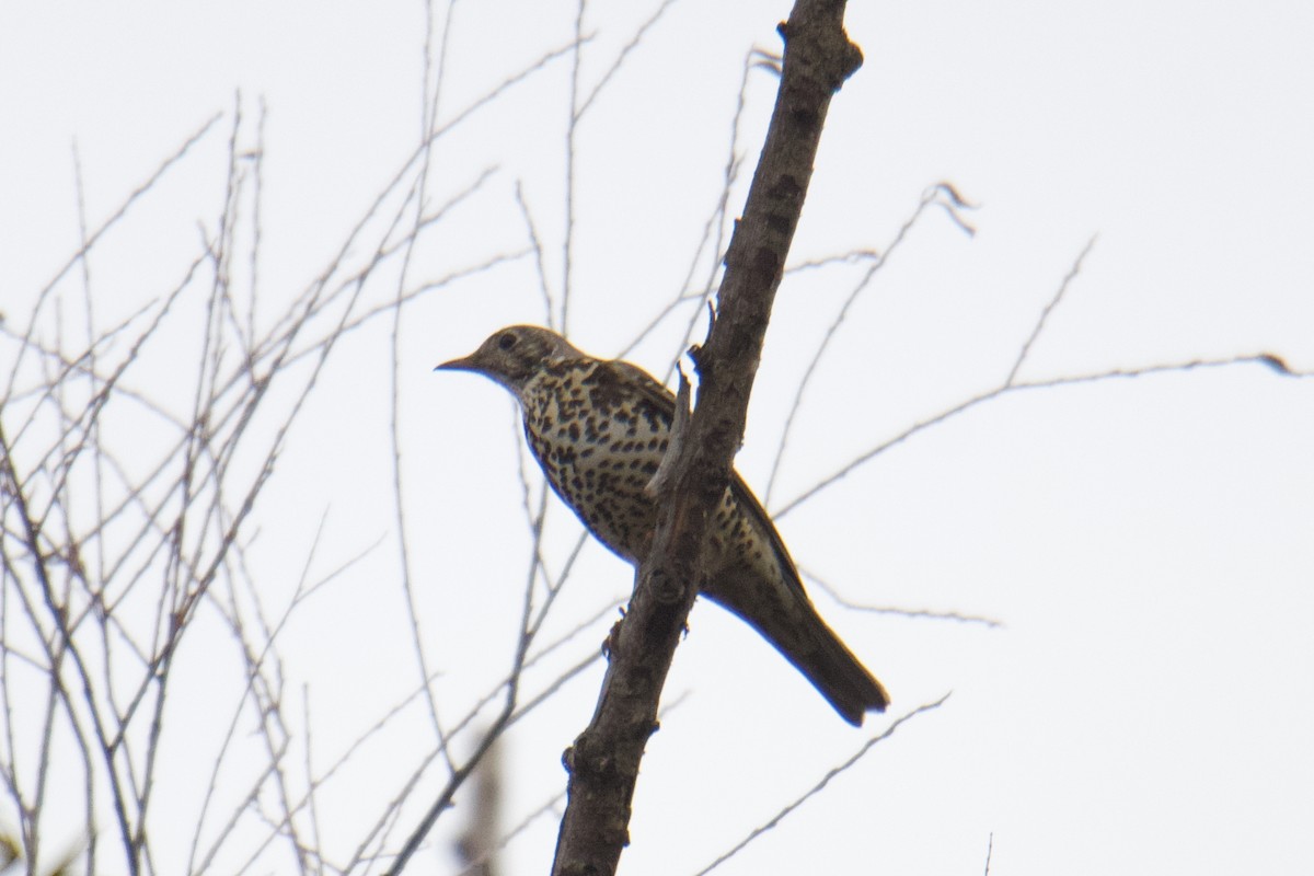 ヤドリギツグミ - ML644254735