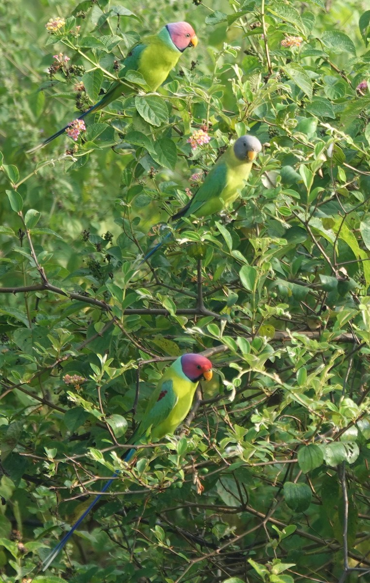 Plum-headed Parakeet - ML644254743