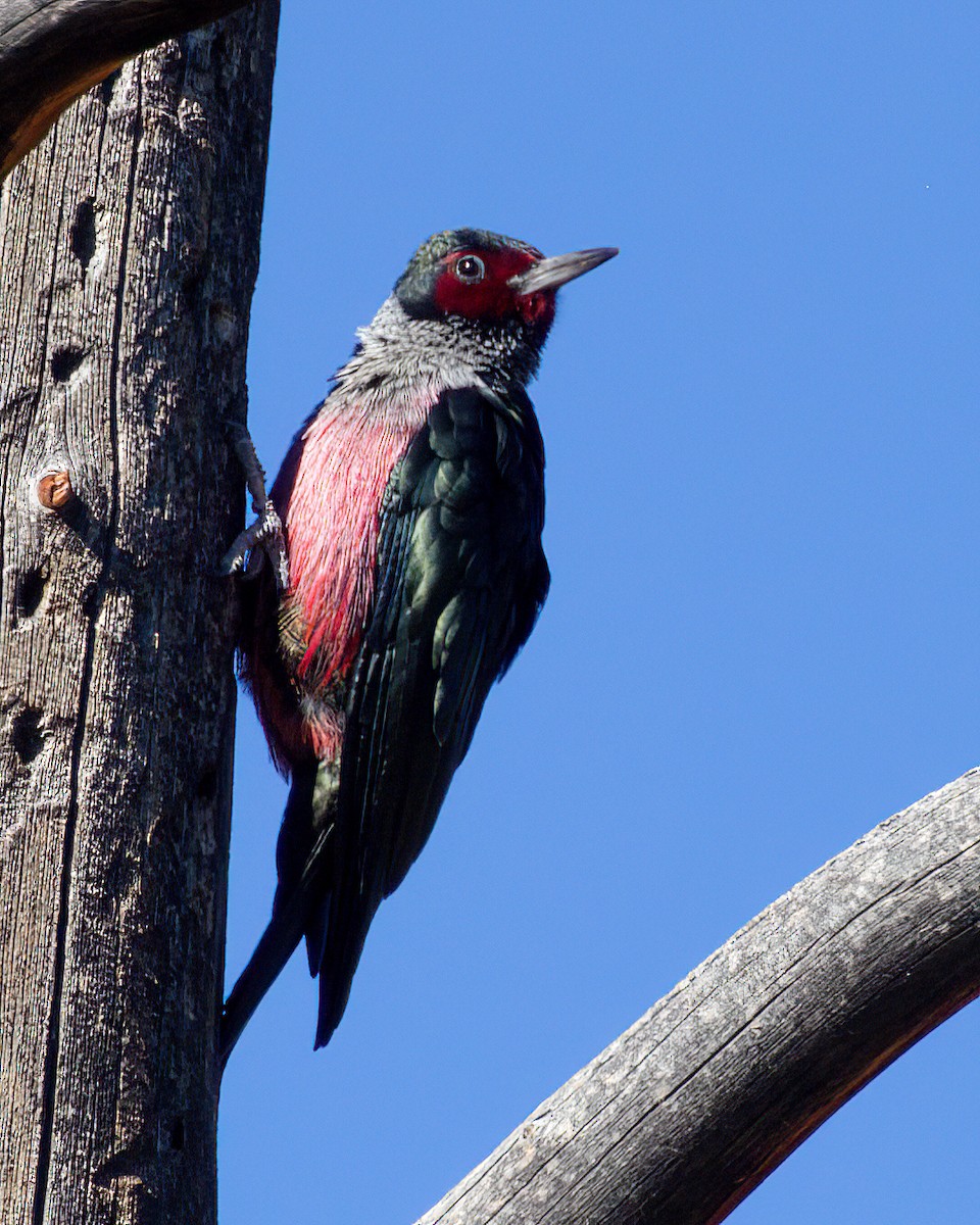 Lewis's Woodpecker - ML644254745