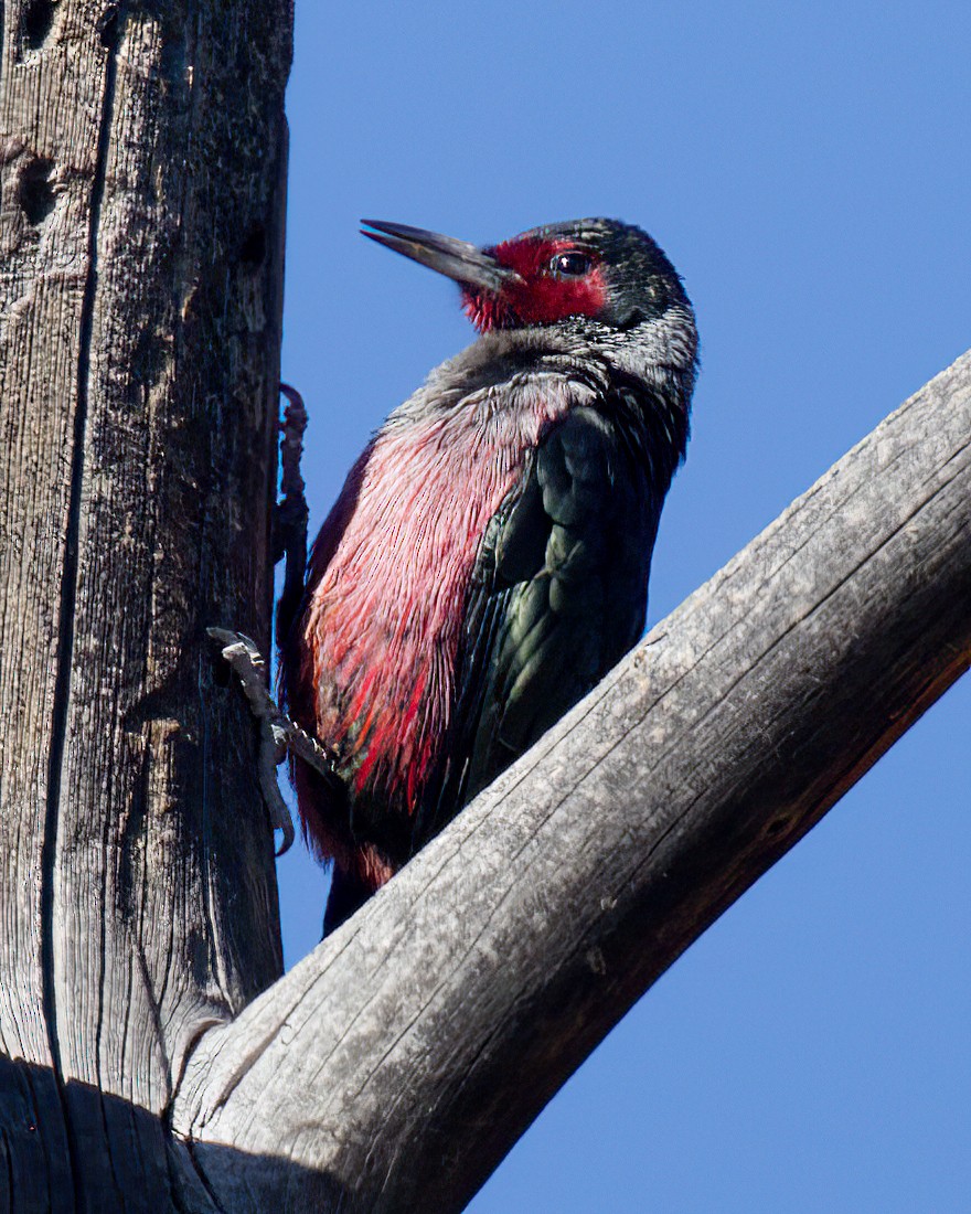 Lewis's Woodpecker - ML644254747