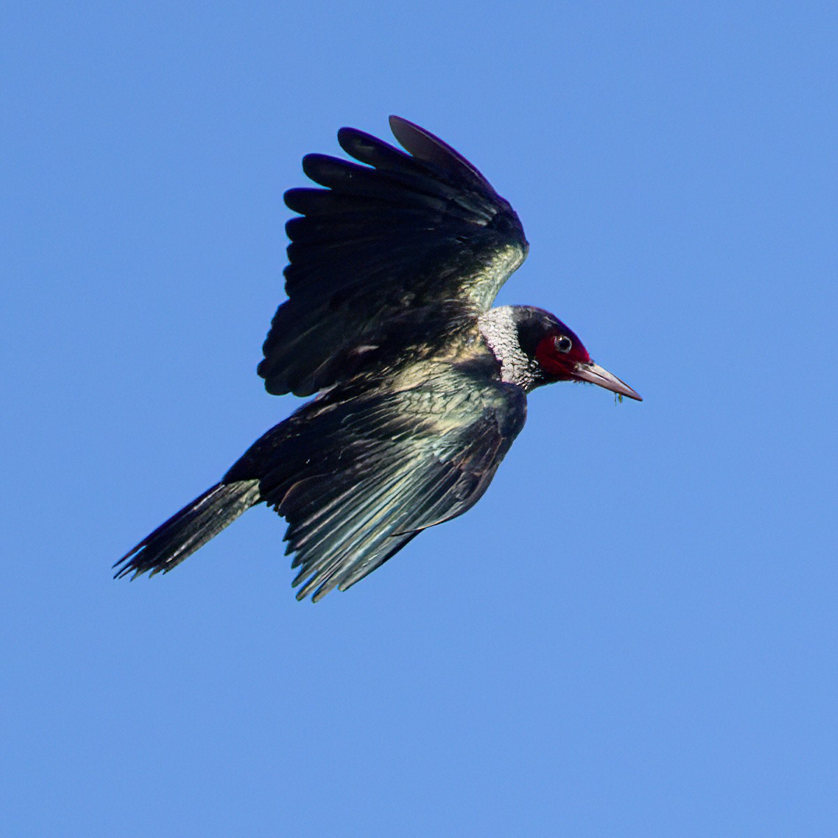 Lewis's Woodpecker - ML644254749