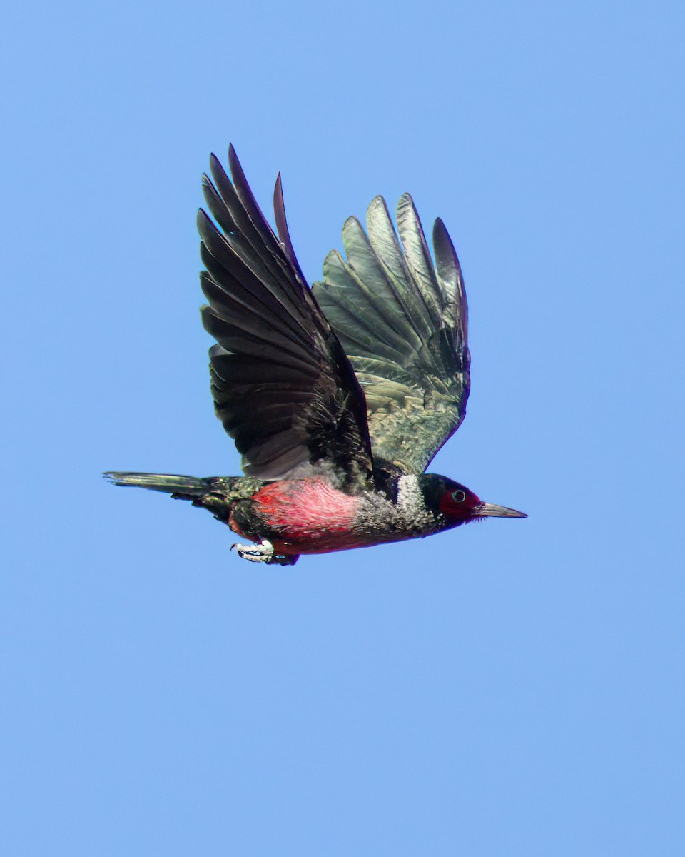 Lewis's Woodpecker - ML644254754