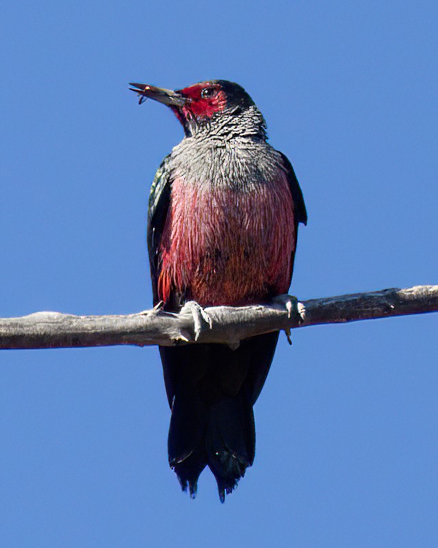 Lewis's Woodpecker - ML644254755