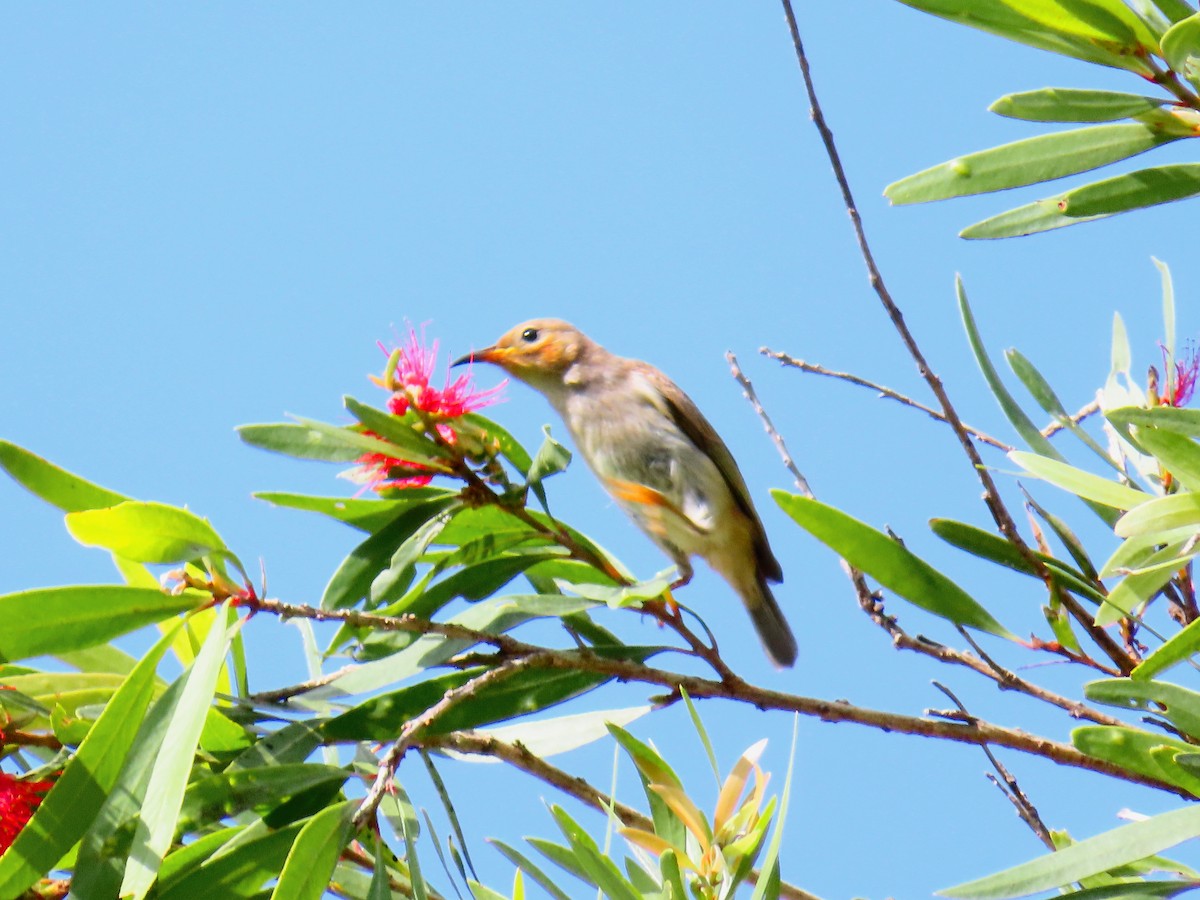 クレナイミツスイ - ML644254763