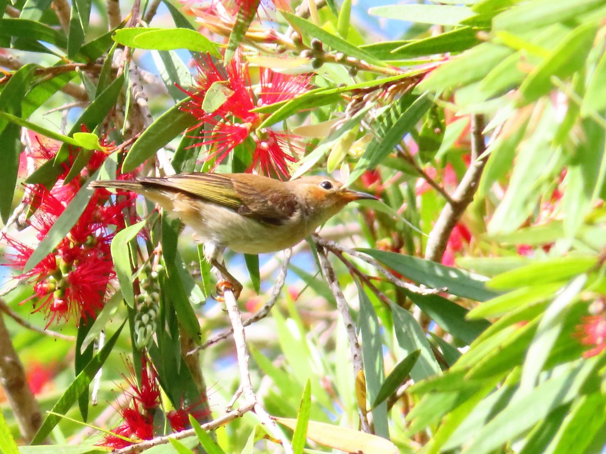 クレナイミツスイ - ML644254764