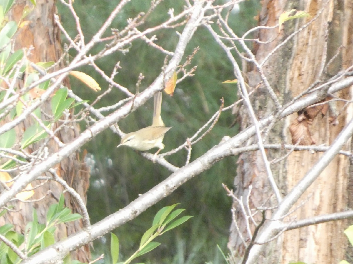 ウグイス - ML644254771