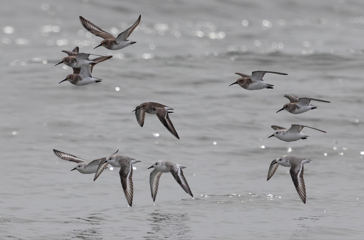 Western Sandpiper - ML644254781