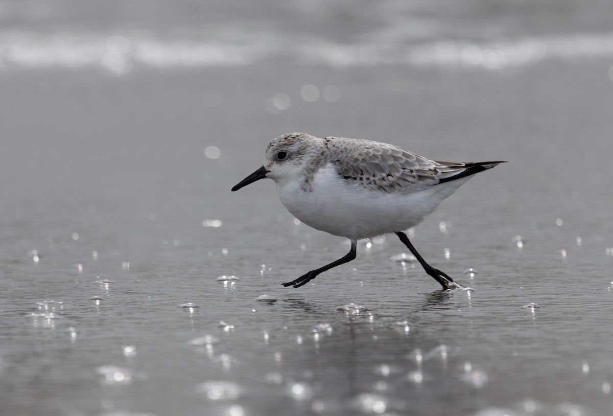 Txirri zuria - ML644254784