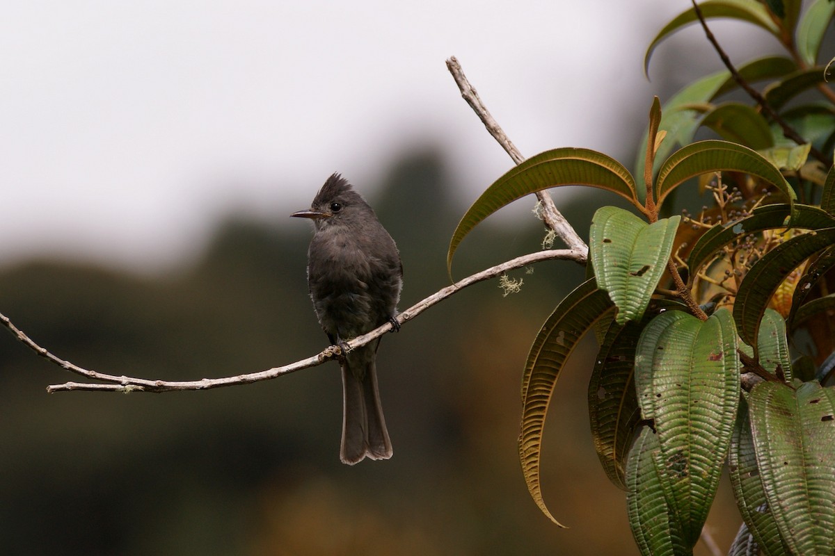 Smoke-colored Pewee - ML644254795