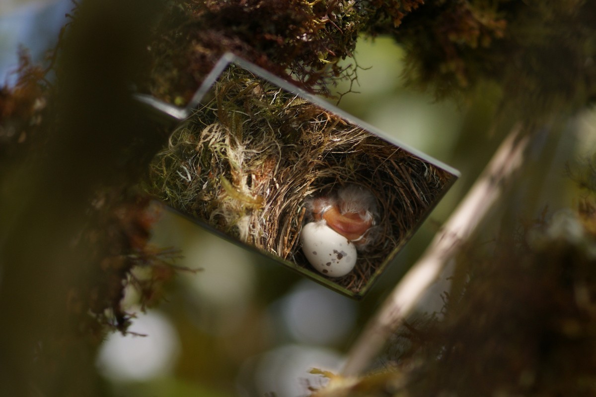 Smoke-colored Pewee - ML644254796