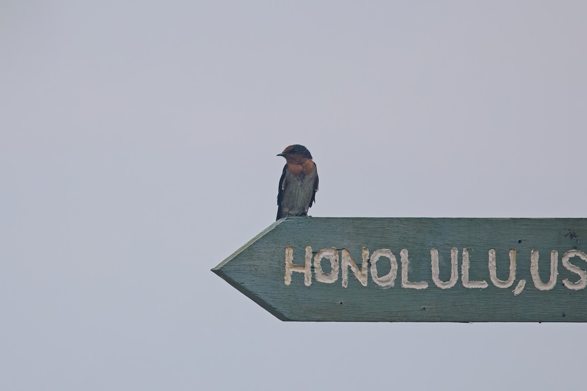 Pacific Swallow - ML644254797