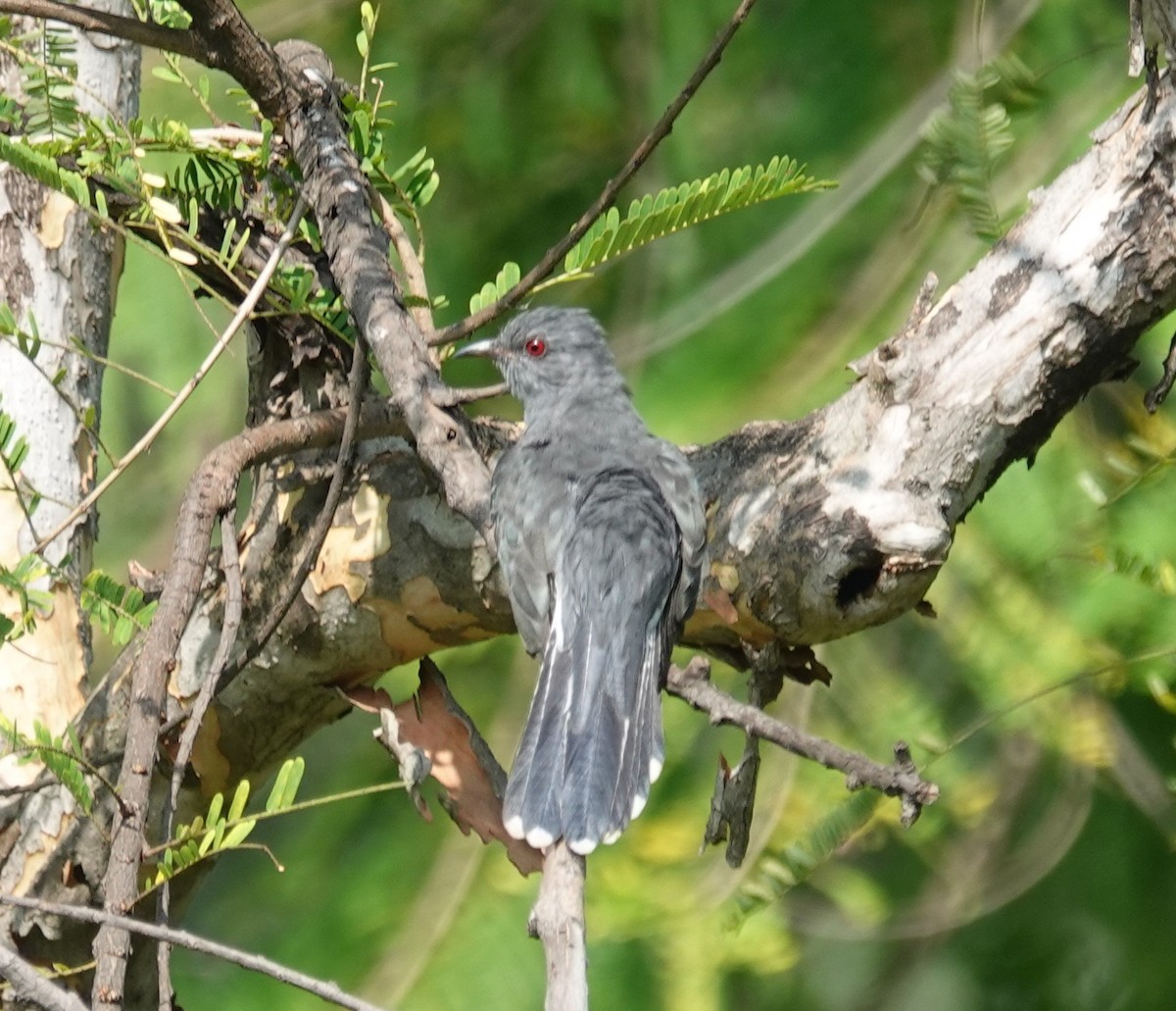 Gray-bellied Cuckoo - ML644254798