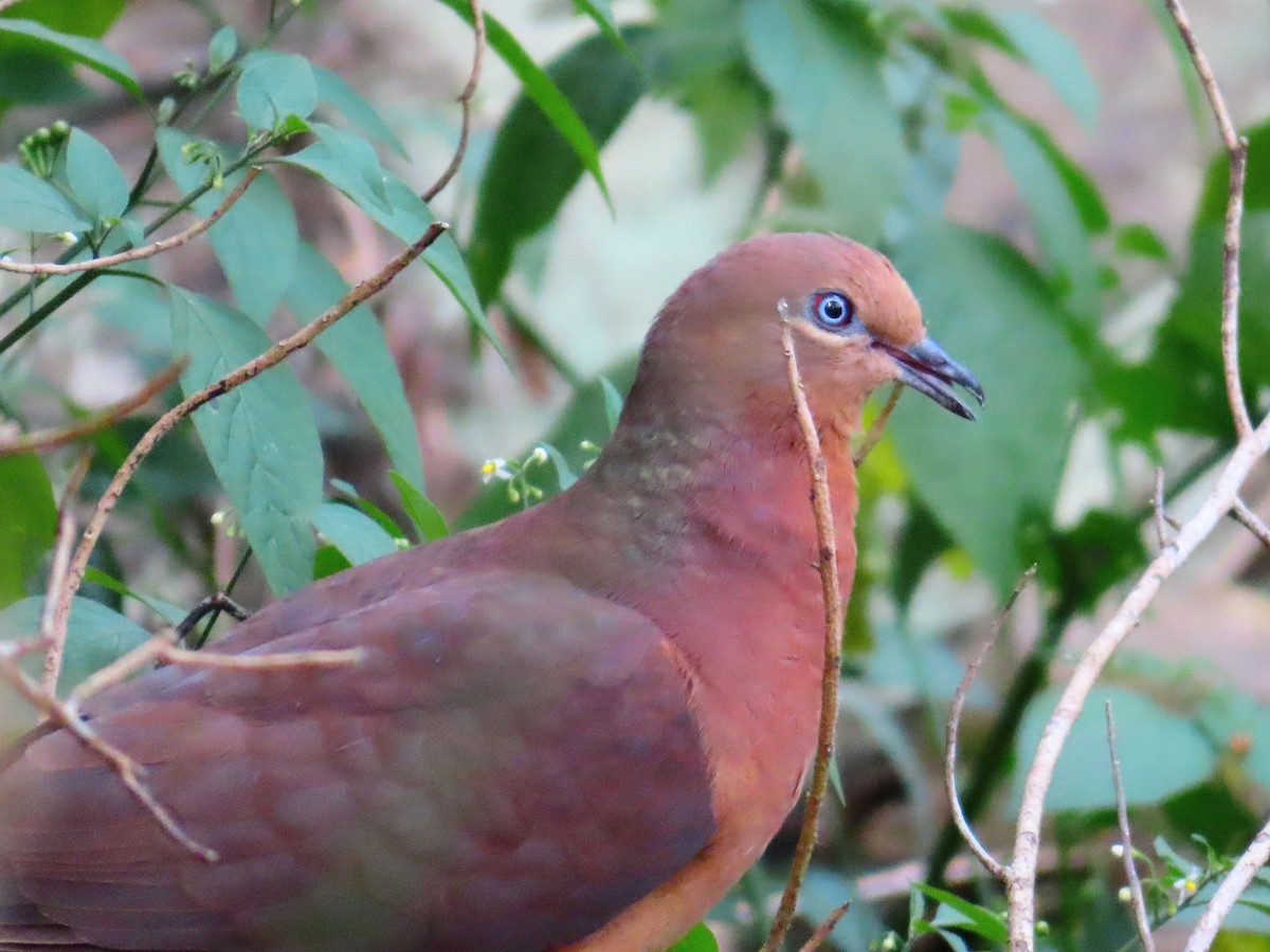 Maronentaube - ML644254799