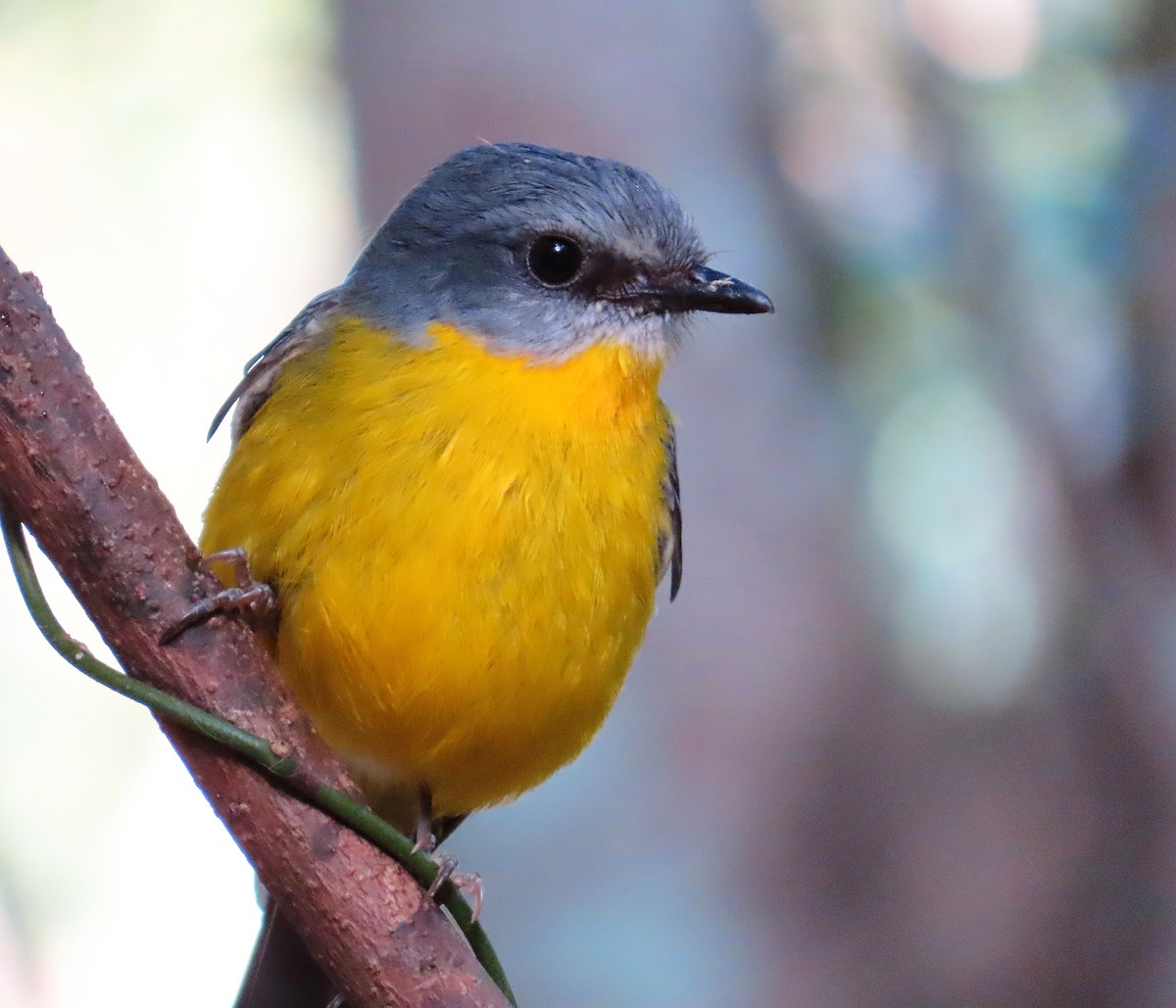 Королець жовтий - ML644254804